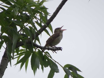 Oriental Reed Warbler 多摩川二ヶ領宿河原堰 Sun, 5/31/2020