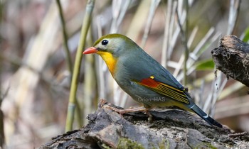 Red-billed Leiothrix 山梨県 Tue, 6/4/2019