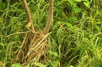 Oriental Reed Warbler Nogawa Thu, 5/21/2020