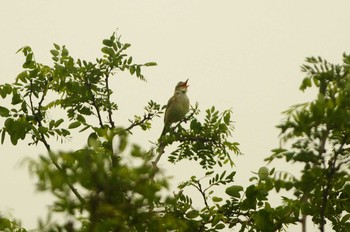 Oriental Reed Warbler Nogawa Thu, 5/21/2020