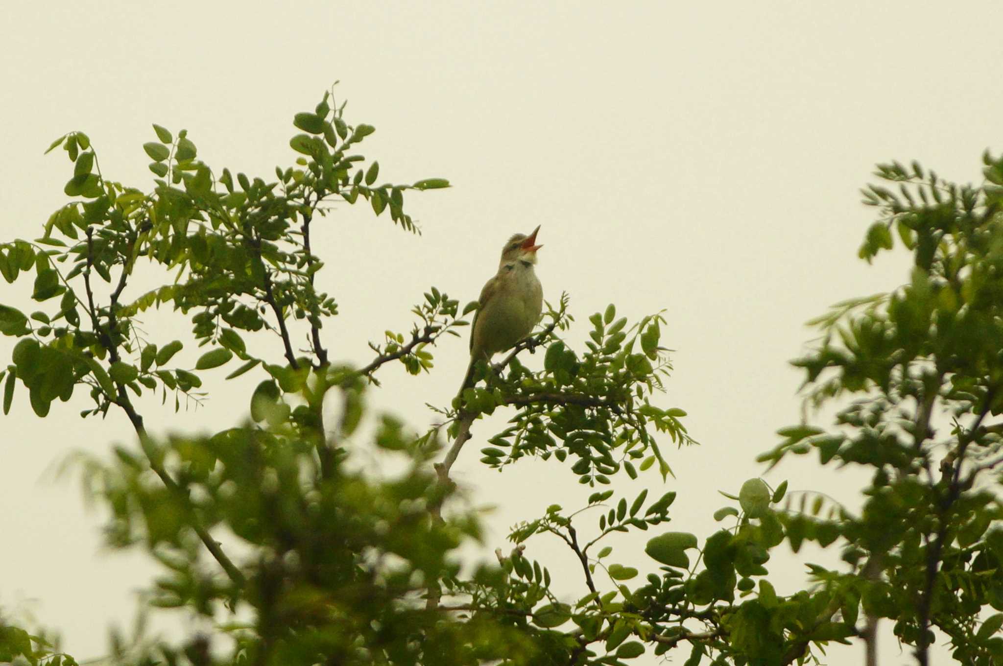 Photo of Oriental Reed Warbler at Nogawa by bea