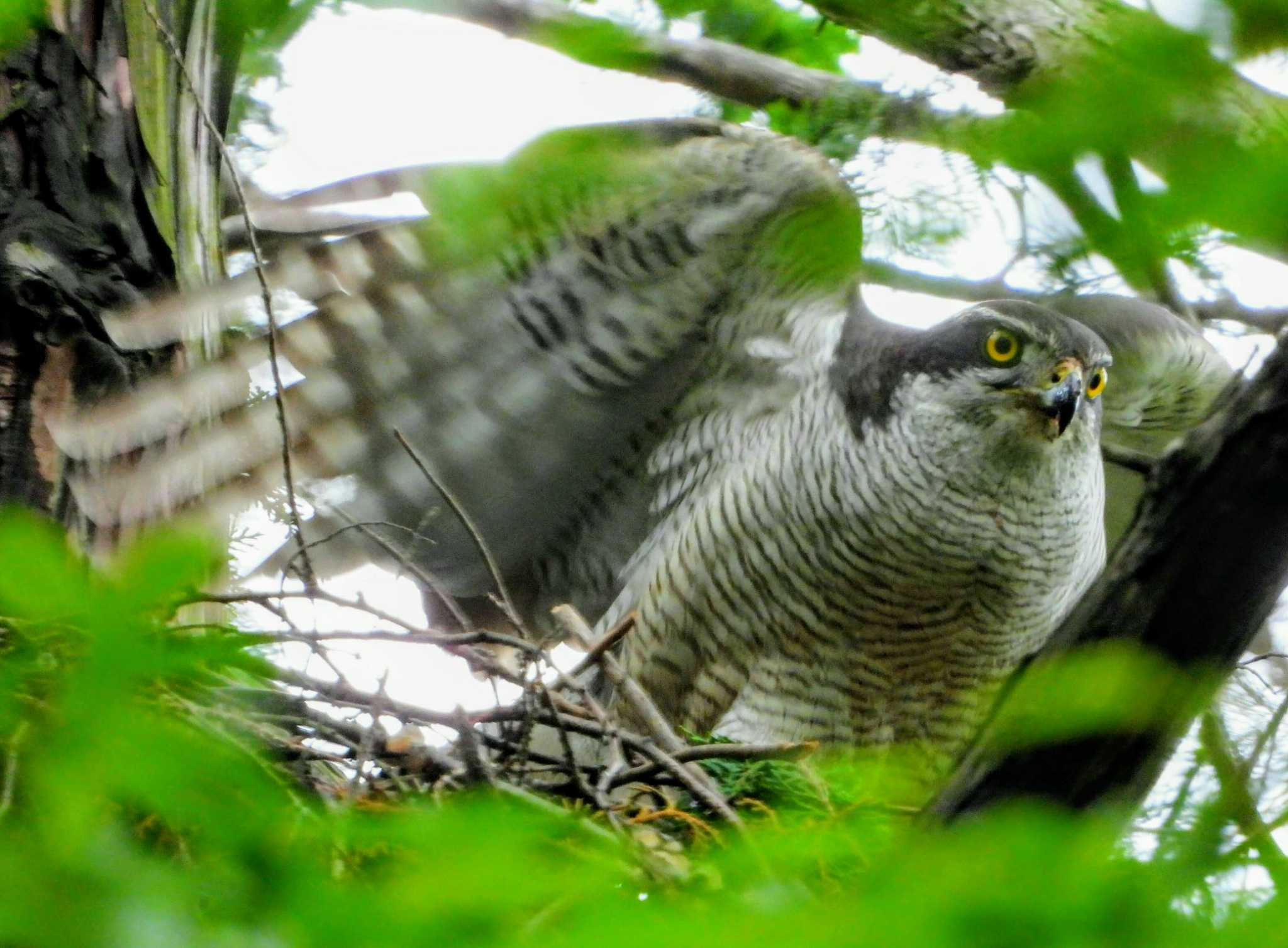  オオタカの写真 by サジタリウスの眼