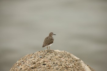 Common Sandpiper 甲子園浜(兵庫県西宮市) Mon, 9/17/2018