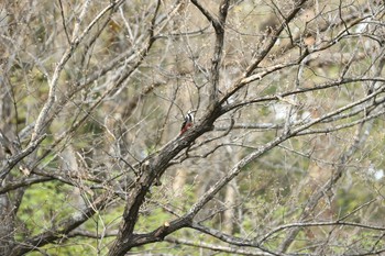 オオアカゲラ 広島県 2016年4月30日(土)