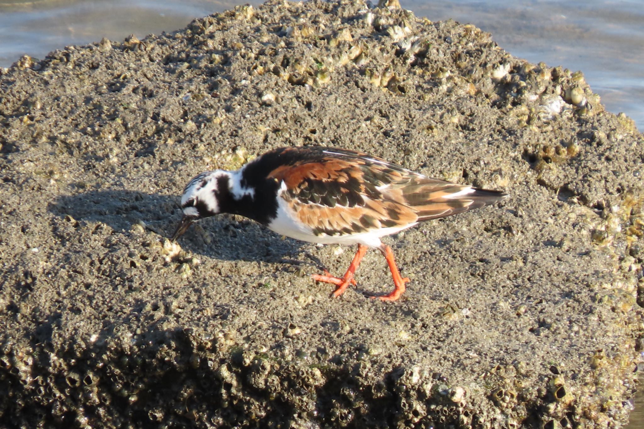 甲子園浜(兵庫県西宮市) キョウジョシギの写真 by yossan1969