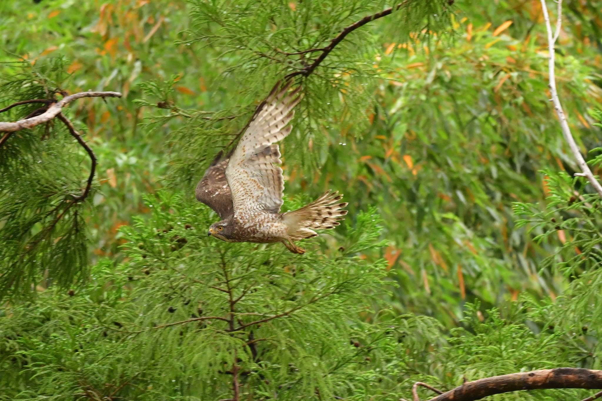 茨城県つくば市 サシバの写真 by つーちゃん