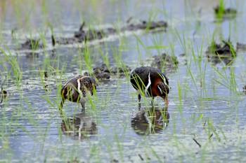 Greater Painted-snipe 東大阪 Sun, 5/31/2020