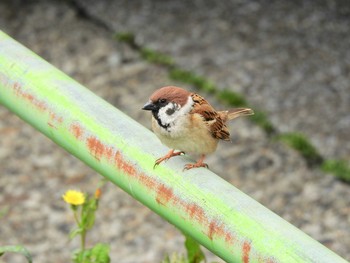 スズメ 場所が不明 2020年4月28日(火)