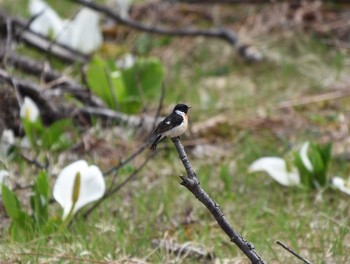 Amur Stonechat Ozegahara Thu, 5/28/2020