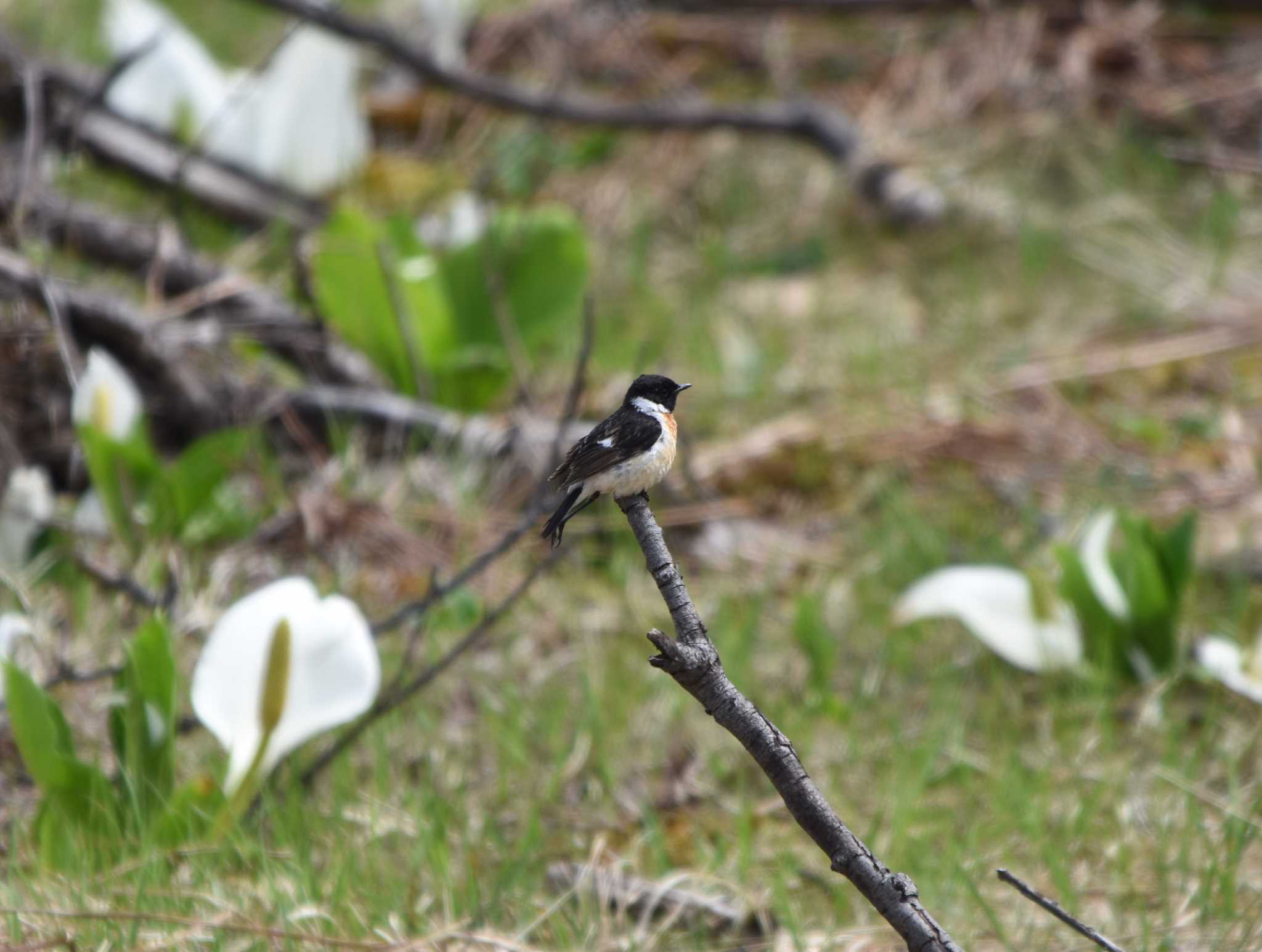 Amur Stonechat