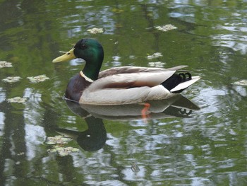 マガモ 百合が原公園 2020年5月20日(水)