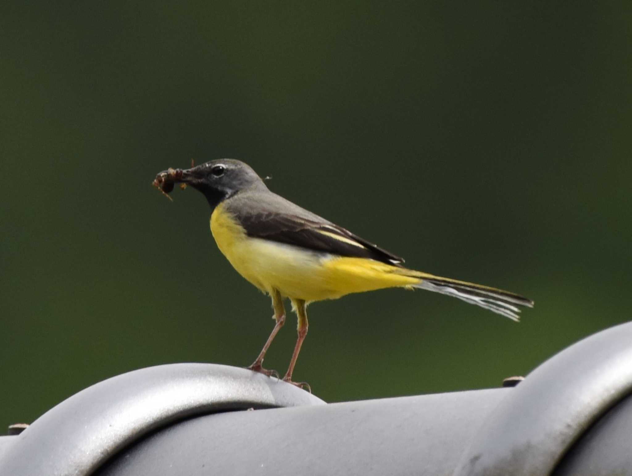 Photo of Grey Wagtail at 栃木県佐野市 by k.takayoshi