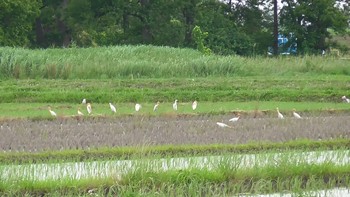 アマサギ 大久保農耕地 2020年5月31日(日)