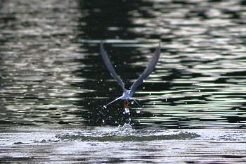 Little Tern 城北公園 Mon, 6/1/2020