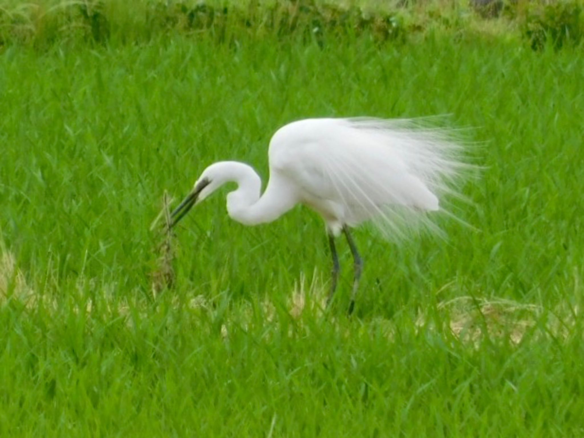 チュウダイサギ