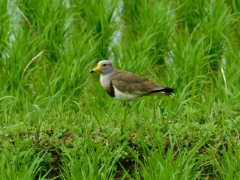 Grey-headed Lapwing 三重県亀山市 Mon, 6/1/2020