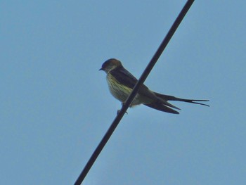 Red-rumped Swallow 三重県亀山市 Mon, 6/1/2020