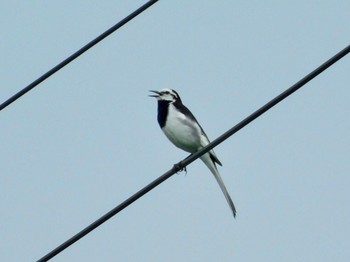 White Wagtail 三重県亀山市 Mon, 6/1/2020