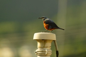 Blue Rock Thrush 陣馬山 Sun, 5/24/2020