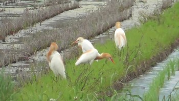 アマサギ 大久保農耕地 2020年5月31日(日)