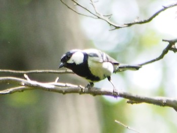 Japanese Tit 多摩区 Sat, 5/30/2020