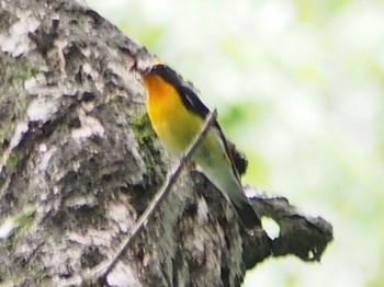 Narcissus Flycatcher 川崎市 Sun, 5/31/2020