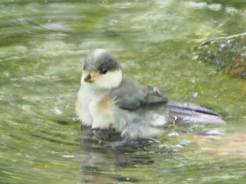 Japanese Tit 多摩区 Sat, 5/30/2020