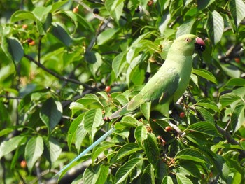 ワカケホンセイインコ 砧公園 2020年5月30日(土)