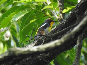 Sat, 5/30/2020 Birding report at Kinuta Park