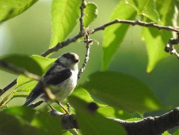 エナガ 砧公園 2020年5月30日(土)