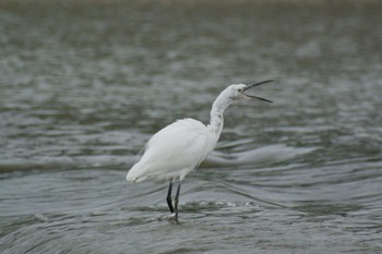 Little Egret 武庫川 Sun, 5/10/2020