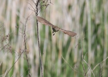 Oriental Reed Warbler 加古大池 Sun, 5/24/2020