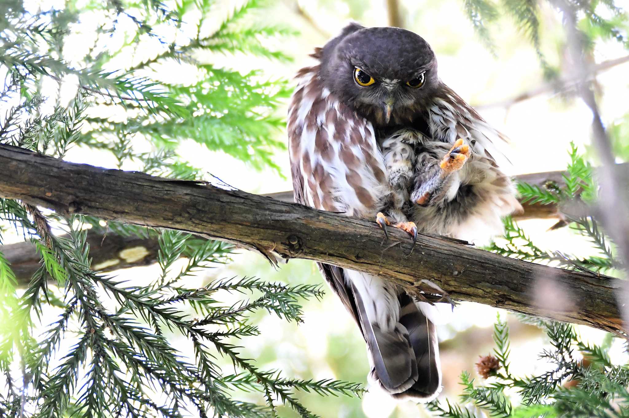 佐野市 アオバズクの写真 by こつめ