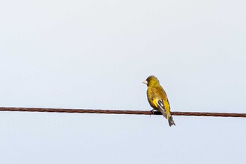 Grey-capped Greenfinch 京都市西京区 Sat, 5/30/2020