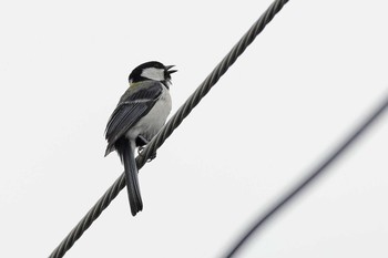 Japanese Tit 京都市西京区 Sun, 5/31/2020