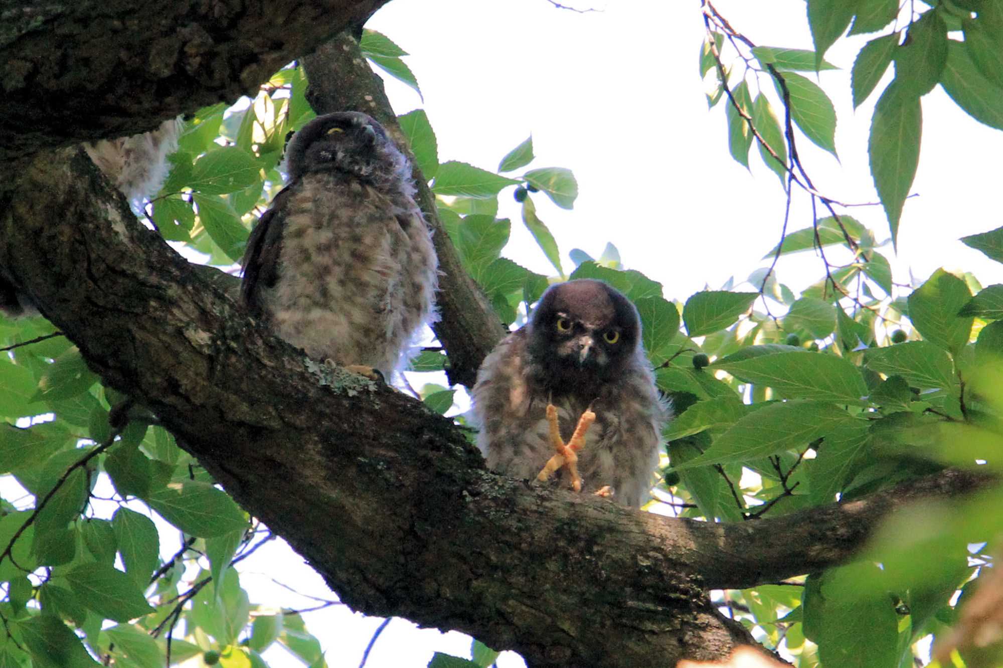  アオバズクの写真 by アカウント227