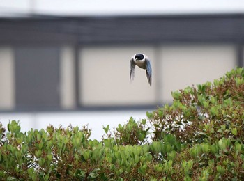 オナガ 黒目川 2020年5月31日(日)