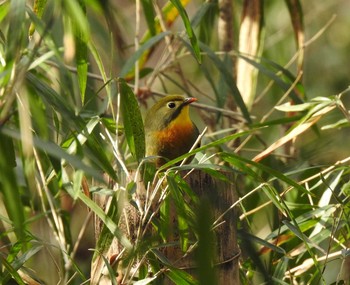 Red-billed Leiothrix 東京都立桜ヶ丘公園(聖蹟桜ヶ丘) Tue, 2/4/2020