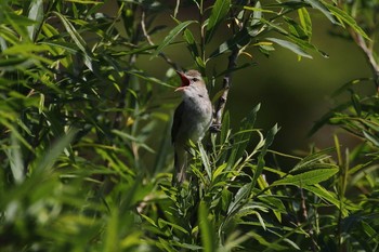 Oriental Reed Warbler 北海道　函館市　松倉川 Mon, 6/1/2020