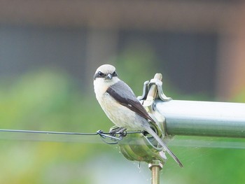 Bull-headed Shrike 岐阜県 Mon, 6/1/2020