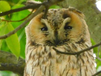 Long-eared Owl 渡良瀬遊水池 Mon, 6/1/2020