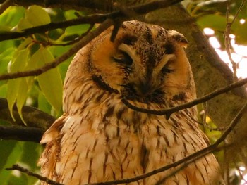 Long-eared Owl 渡良瀬遊水池 Mon, 6/1/2020