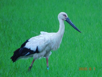 コウノトリ 栃木県 2020年6月1日(月)