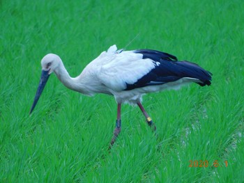 Oriental Stork 栃木県 Mon, 6/1/2020