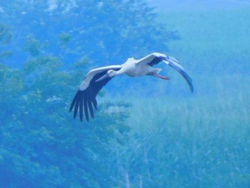 Oriental Stork 渡良瀬遊水池 Mon, 6/1/2020