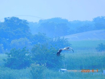 Oriental Stork 渡良瀬遊水池 Mon, 6/1/2020