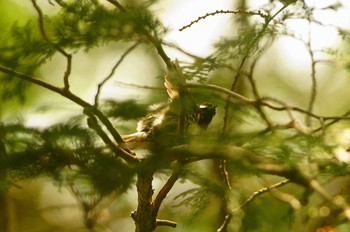 Coal Tit 陣馬山 Sun, 5/24/2020