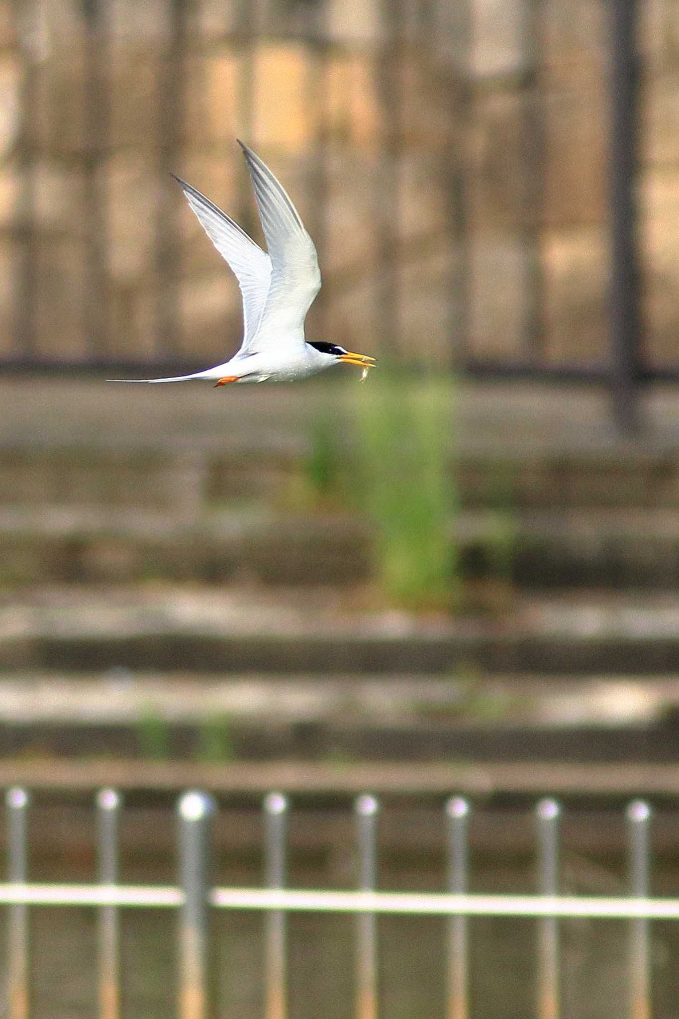 Photo of Little Tern at 城北公園 by 哲庵（てつあん）