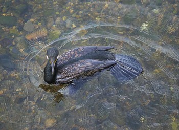 カワウ 黒目川 2020年5月28日(木)