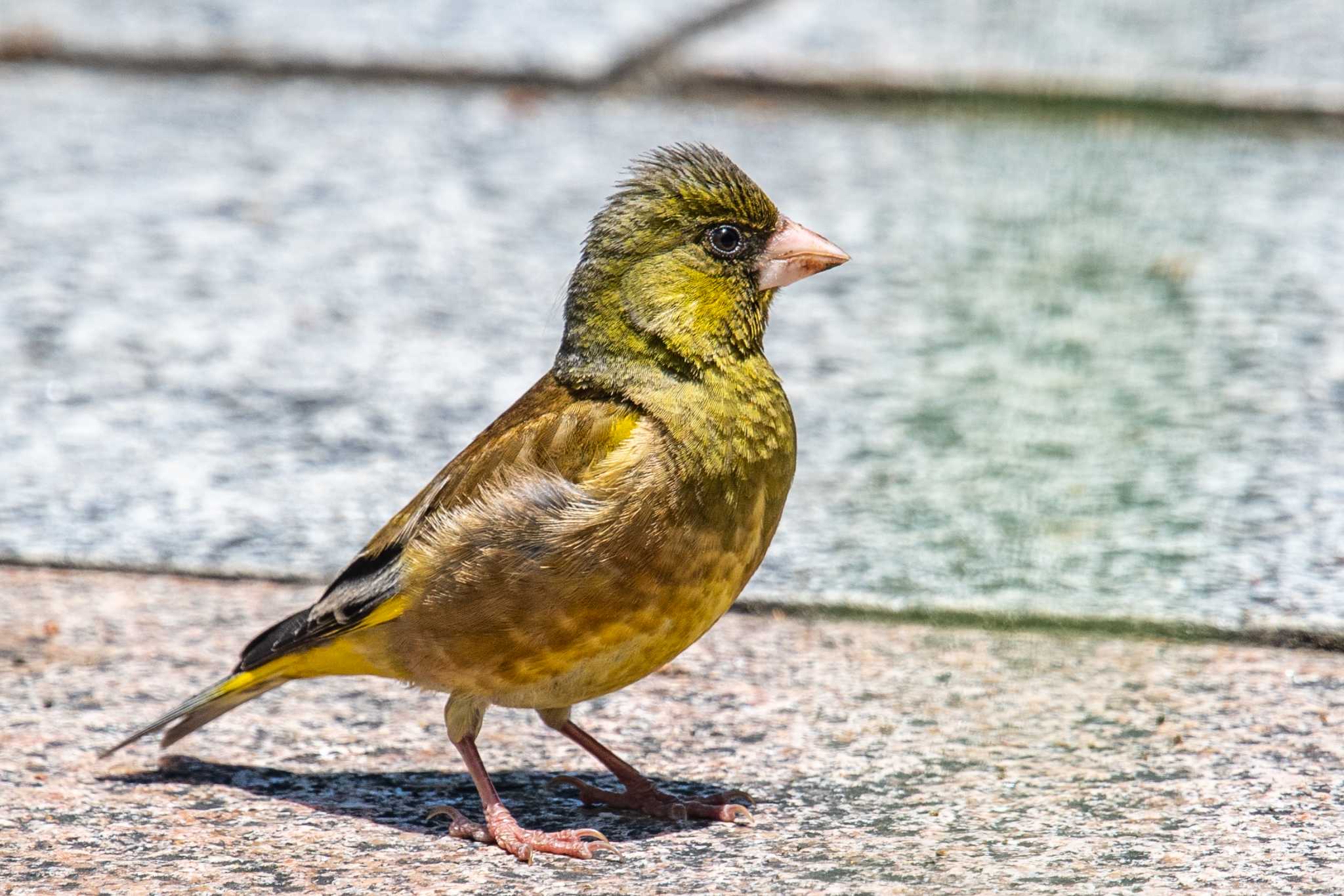 金ヶ崎公園(明石市) カワラヒワの写真 by ときのたまお